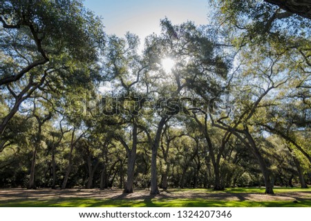 Beautiful tree nature scene around Descanso garden at Los Angeles, California