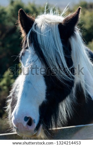 Hairy Piedbald Gypsy Cob Horse Close up