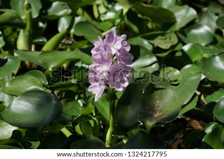 Beautiful Lilac Flower In The Green Pond Water.