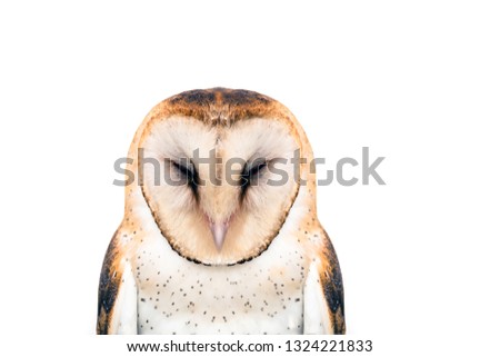 picture of a sleeping owl. Owl on white background.