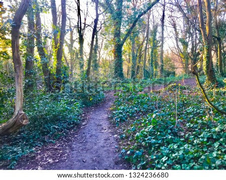 Path in beautiful green forest