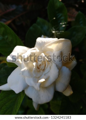 a White flower