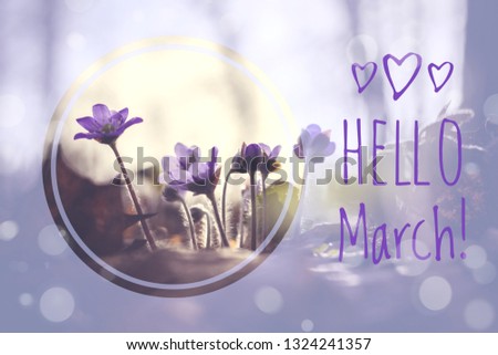 Banner hello march. Greetings of spring. We are waiting for spring.