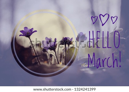 Banner hello march. Greetings of spring. We are waiting for spring.