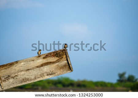 Two European Swallows on wooden parts of windmill on the morning with blue sky