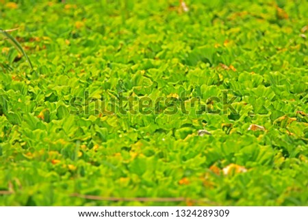 Green water plant