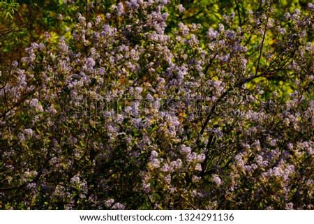 a picture of an exterior Pacific southwest forest with Ceanothus shrubs