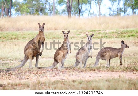 Family Of Wild Eastern Grey Kangaroo In Queensland, Australia
