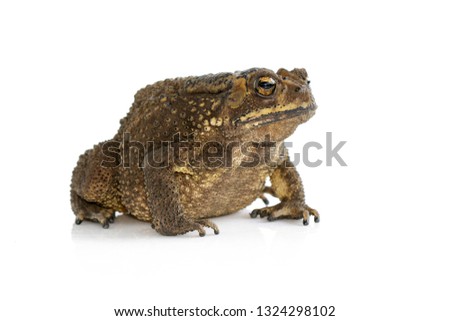 Image of toad(Bufonidae) isolated on a white background. Amphibian. Animal. 