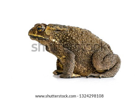 Image of toad(Bufonidae) isolated on a white background. Amphibian. Animal. 