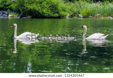 Family of swans with mother, father, and six baby swans