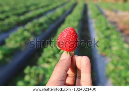 Red strawberry on hand