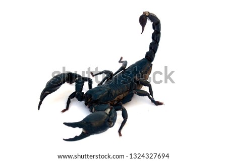 Black scorpion isolated on a white background for graphic design.Poisonous insects can be found in tropical forests in Asia.