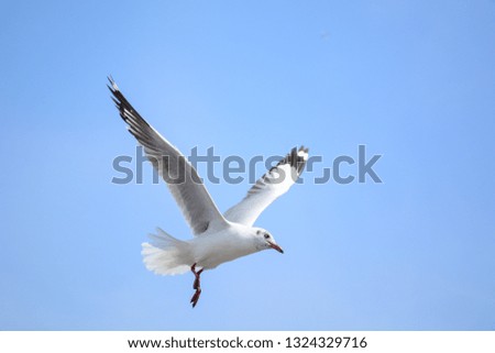 Closeup of seagulls that are spreading their wings flying on the blue sky on a bright day.