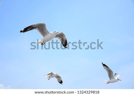Closeup of seagulls that are spreading their wings flying on the blue sky on a bright day.
