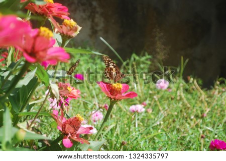 Lime butterflies collecting nectar from zinnia elegans flower and mini rose garden with a variety of beautiful flower color, Lemon Butterfly, Lime Swallowtail, Chequered Swallowtail (Papilio demoleus)