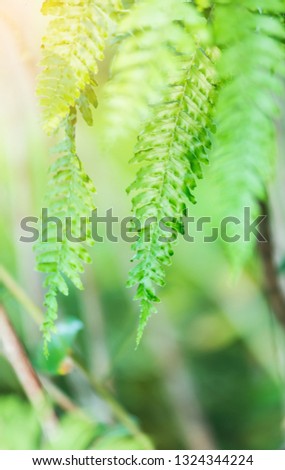 Fresh green fern leaves On a blurred background.Green leaves on soft light.Relaxation concept.