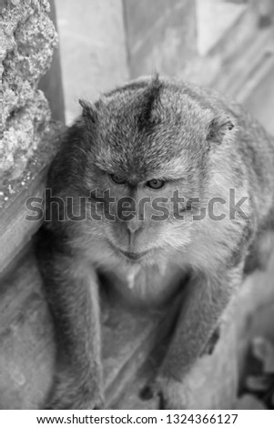 A Monkey Photo 
