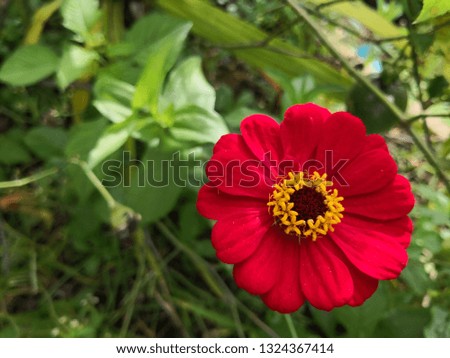 Flowers Picture:Red chrysanthemum flowers in summer 