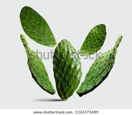 Prickly pear cactus, Opuntia isolated on white background. On the leaves of large drops of water Royalty-Free Stock Photo #1324373489