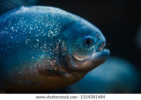 Portrait of predatory piranha fish in the zoo aquarium.