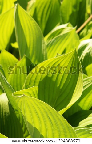 Leaves of hosta green plant in sunlight vertical