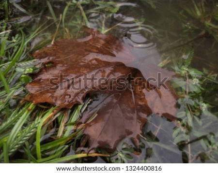 Leaf on a Rainy Day