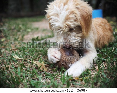 close up picture of young small cute lovely crossbreed dog white pastel beige colour bite and play a brown coconut shell on green grass garden floor outdoor under natural sunlight
