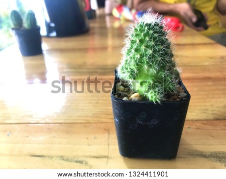 Small Cactus on wood table 