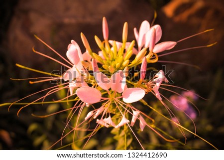 Find flower  Stock Images in HD
