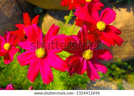 Find flower  Stock Images in HD