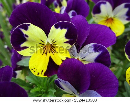 Colorful Pansy Flowers