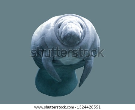Sea cow manatee on an isolated background