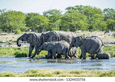 African elephant family is drinking water in the forest, Africa