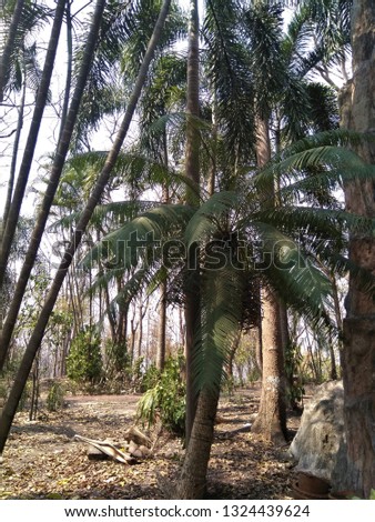 Palm tree, Wat Klai Kung Won, Chai Nat, Thailand