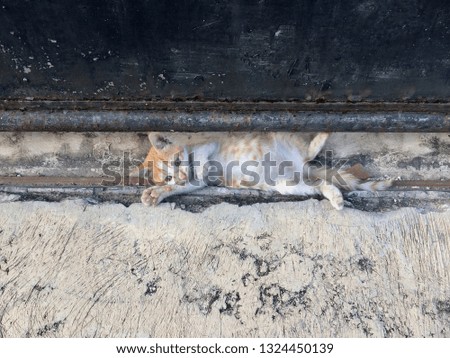 a small adorable playful kitten lying under the gate on the rustic concrete floor, looking up at the camera