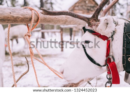 Reindeer sledge, in winter