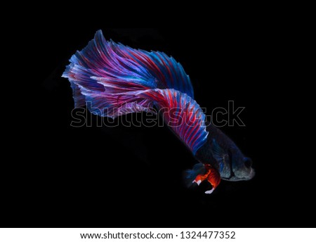 The moving moment beautiful of siam betta fish in Malaysia on black background. 