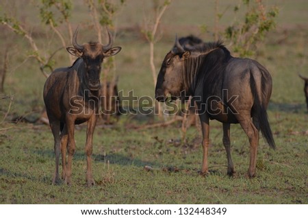 Photos of Africa, Blue Wildebeest