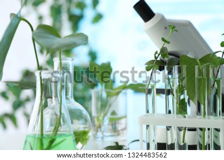 Laboratory glassware with plants on blurred background, closeup. Biological chemistry