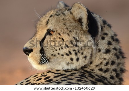 Photos of Africa, Cheetah