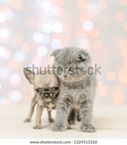 Gray kitten with chihuahua puppy on festive holidays background