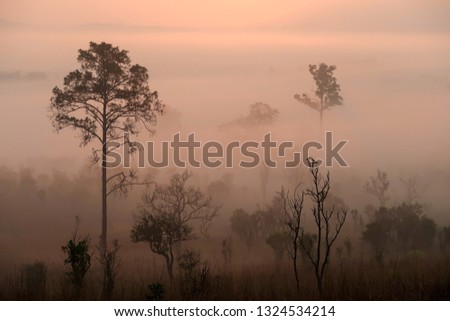 The natural landscape of forest with misty in the morning