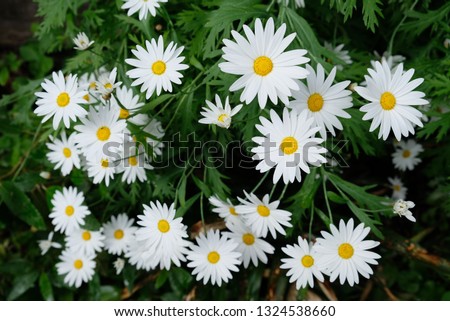 white oxeye daisy (Leucanthemum vulgare)