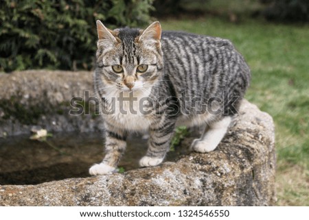 A portrait of a cute little kitten outdoor 