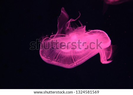Jellyfish illuminated with pink light, swimming in the aquarium, black background.