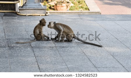 Two baby monkeys on the floor playing