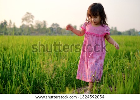 The little girl is walking in the rice field and the evening sun light 