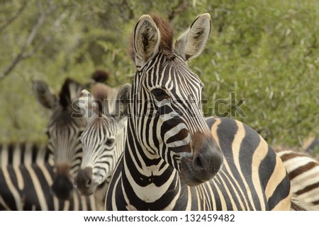 Photos of Africa, Plains Zebra