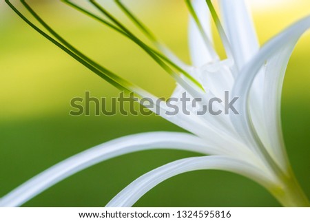 Closeup Beautiful White Spider Lily Flower (Crinum Asiaticum) With Green Nature Background